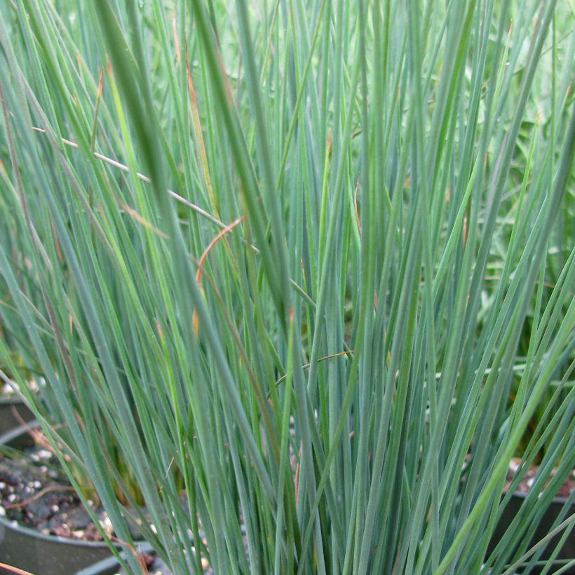Juncus inflexus Blue Arrows - Giunco tenace (Fogliame)