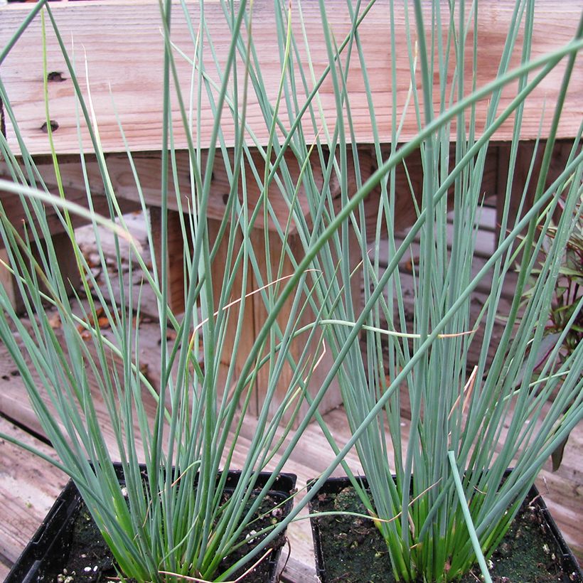 Juncus inflexus Blue Arrows - Giunco tenace (Porto)
