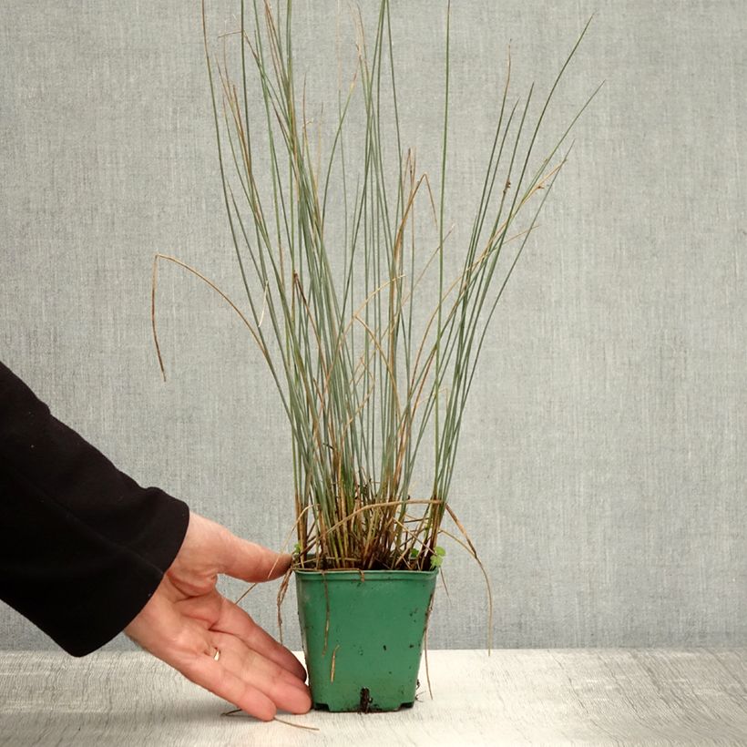 Esemplare di Juncus inflexus Blue Dart - Jonc glauque Godet de 8/9 cm come consegnato in autunno