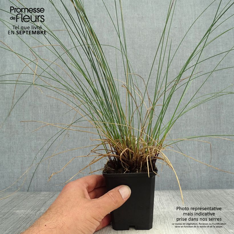 Esemplare di Juncus inflexus - Giunco tenace Vasetto da 8/9 cm come consegnato in autunno
