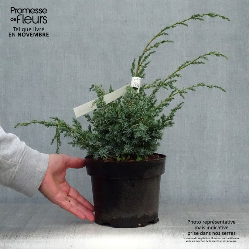 Esemplare di Juniperus chinensis Blue Alps - Ginepro cinese Vaso da 2L/3L come consegnato in autunno