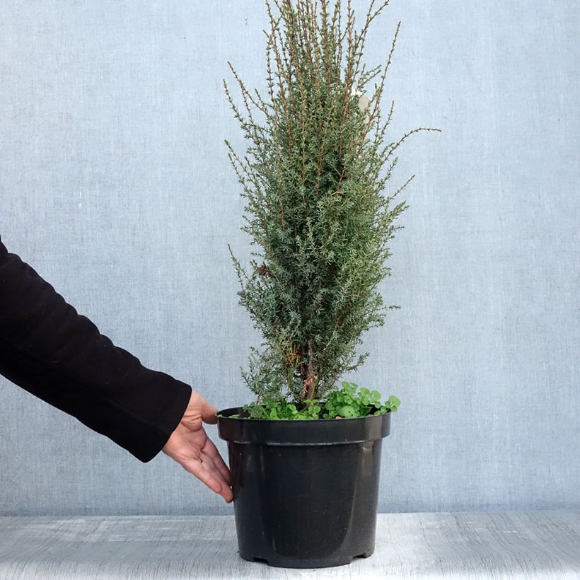 Esemplare di Juniperus communis Arnold - Genévrier commun Pot de 7,5L/10L come consegnato in autunno