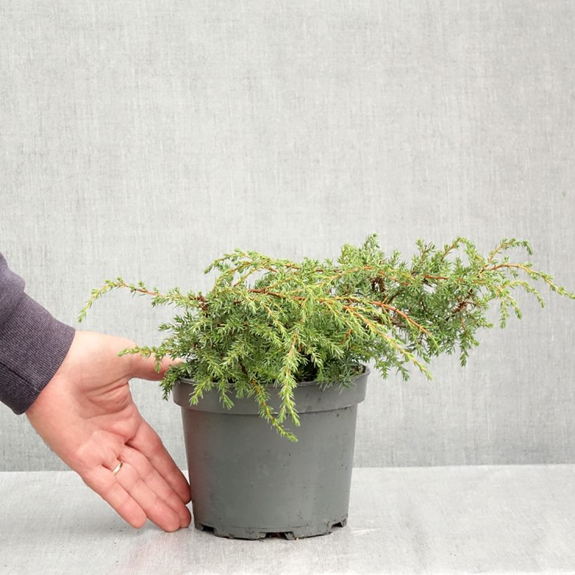 Esemplare di Juniperus communis Hornibrookii - Ginepro comune Vaso da 1,5L/2L come consegnato in autunno