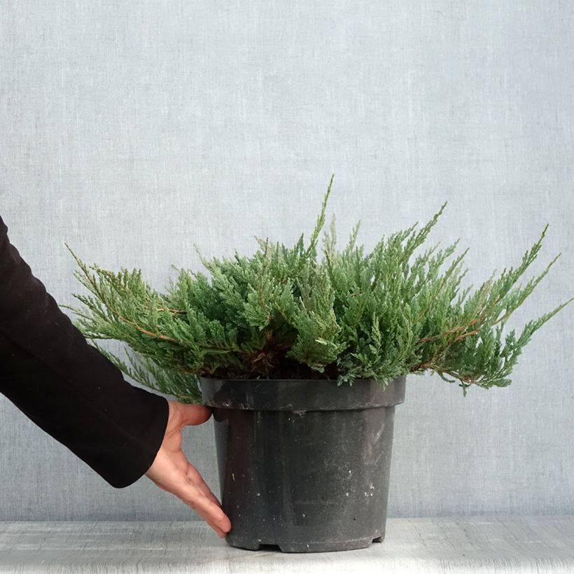 Esemplare di Juniperus horizontalis Blue Chip - Ginepro strisciante Vaso da 7,5L/10L, Vaso impalcato alto come consegnato in autunno