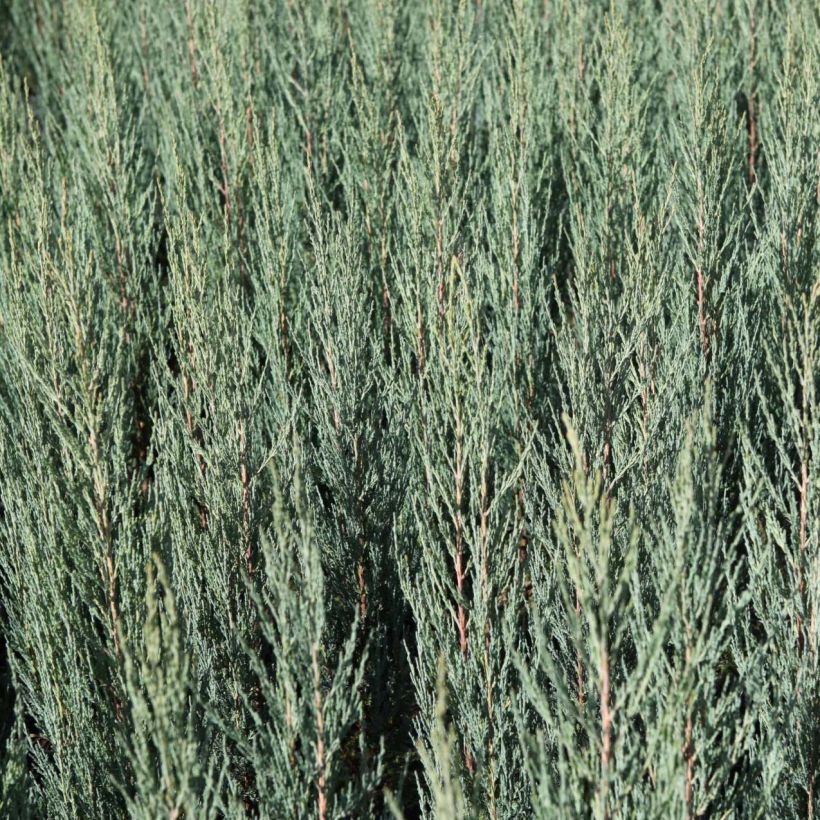 Juniperus scopulorum Blue Arrow - Ginepro (Foliage)