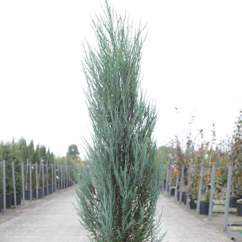 Juniperus scopulorum Blue Arrow - Ginepro (Plant habit)