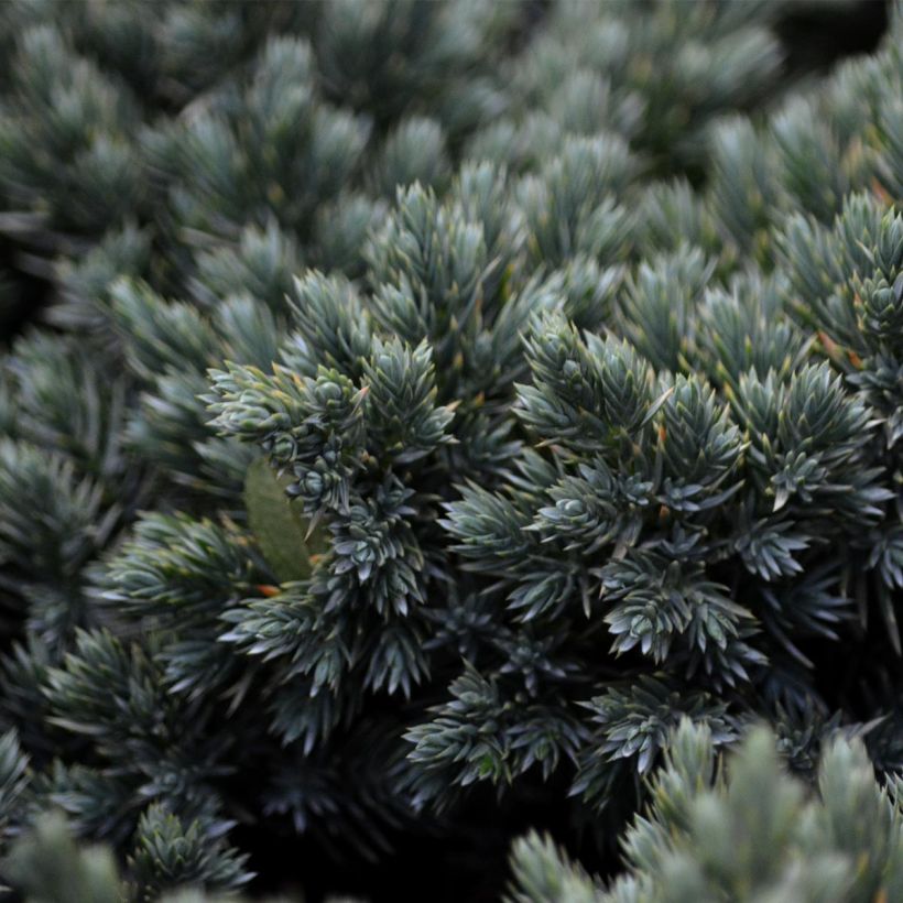 Juniperus squamata Blue Star - Ginepro (Foliage)