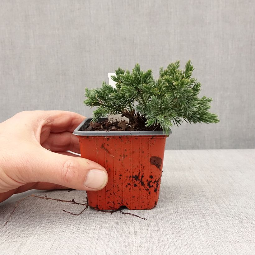 Juniperus squamata Blue Star - Genévrier écailleux Godet de 8/9 cm esemplare consegnato in inverno