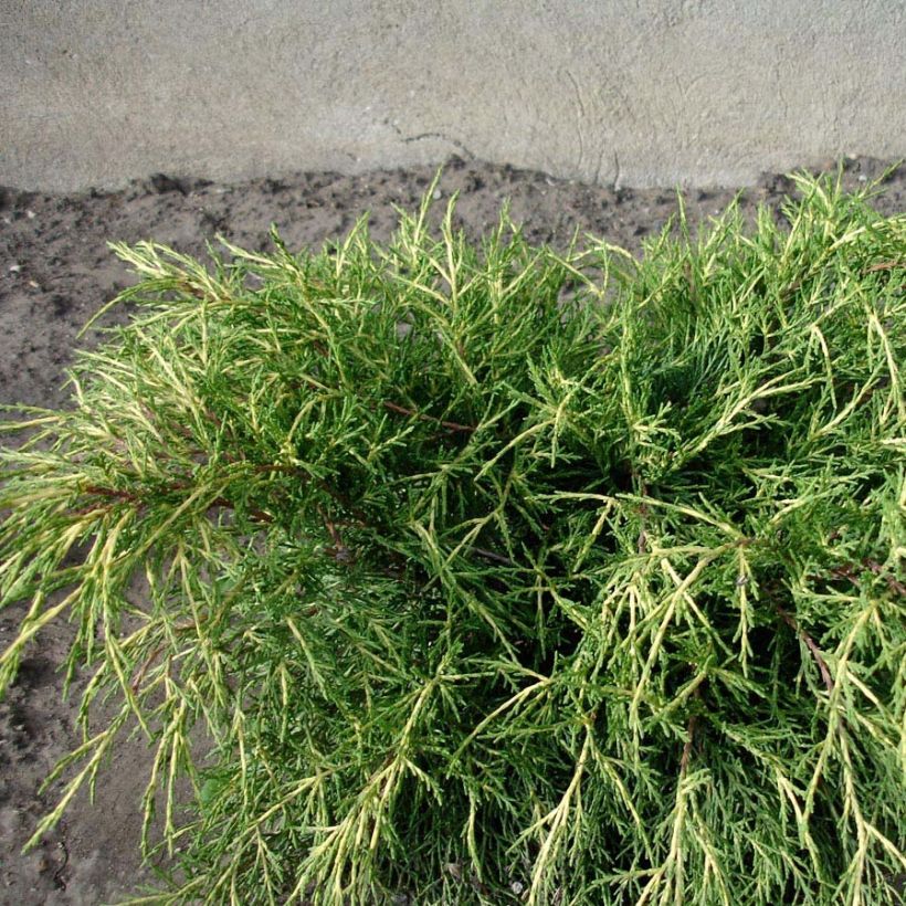 Juniperus pfitzeriana Gold Coast - Ginepro (Fogliame)