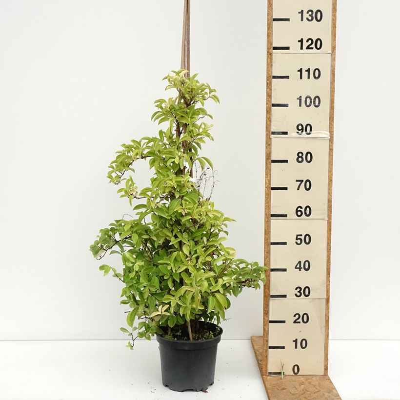 Esemplare di Kadsura japonica Vaso da 6L/7L consegnato in estate