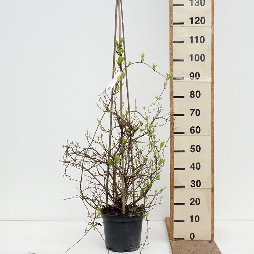 Kadsura japonica Vaso da 6L/7L esemplare consegnato in primavera