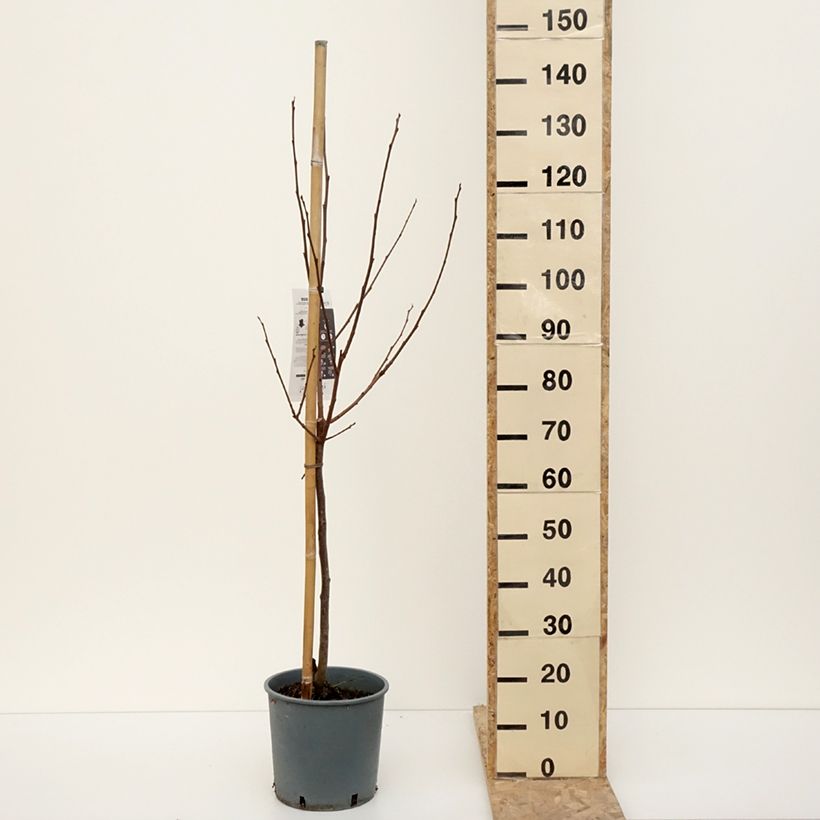 Example of Cachi Muscat Vaso da 7,5L/10L, Vasetto as you get in hiver