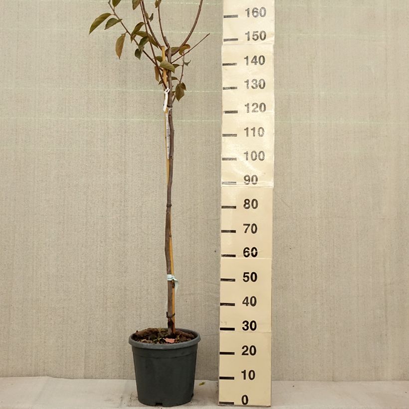 Esemplare di Diospyros kaki Fuyu - Plaqueminier - Kaki pomme Pot de 12L/15L, Demi-Tige come consegnato in autunno