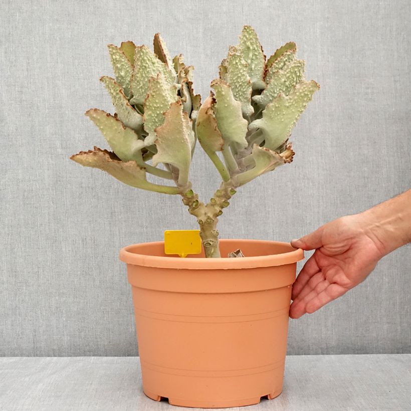 Esemplare di Kalanchoe beharensis Fang Vaso da 7,5L/10L consegnato in estate