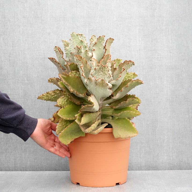 Example of Kalanchoe beharensis Fang Vaso da 7,5L/10L as you get in printemps