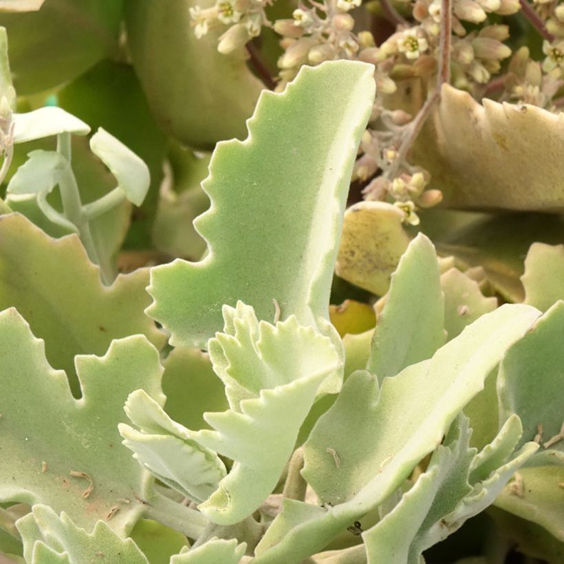 Kalanchoe beharensis Oak Leaf (Fogliame)