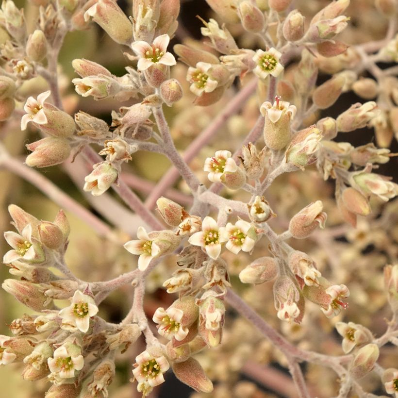 Kalanchoe beharensis Oak Leaf (Fioritura)