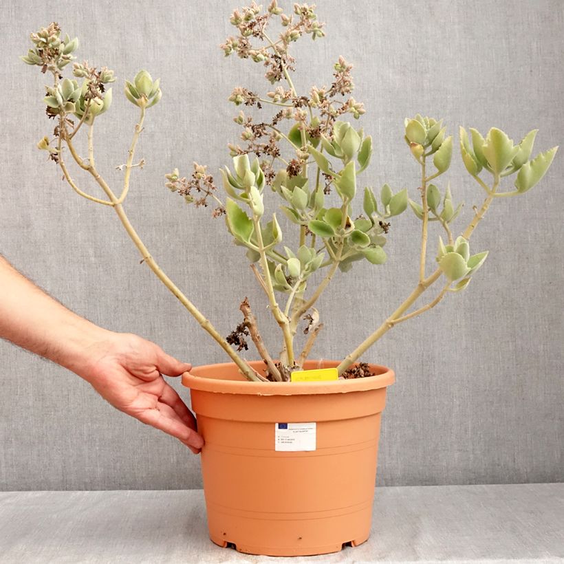 Esemplare di Kalanchoe beharensis Oak Leaf Vaso da 7,5L/10L consegnato in estate