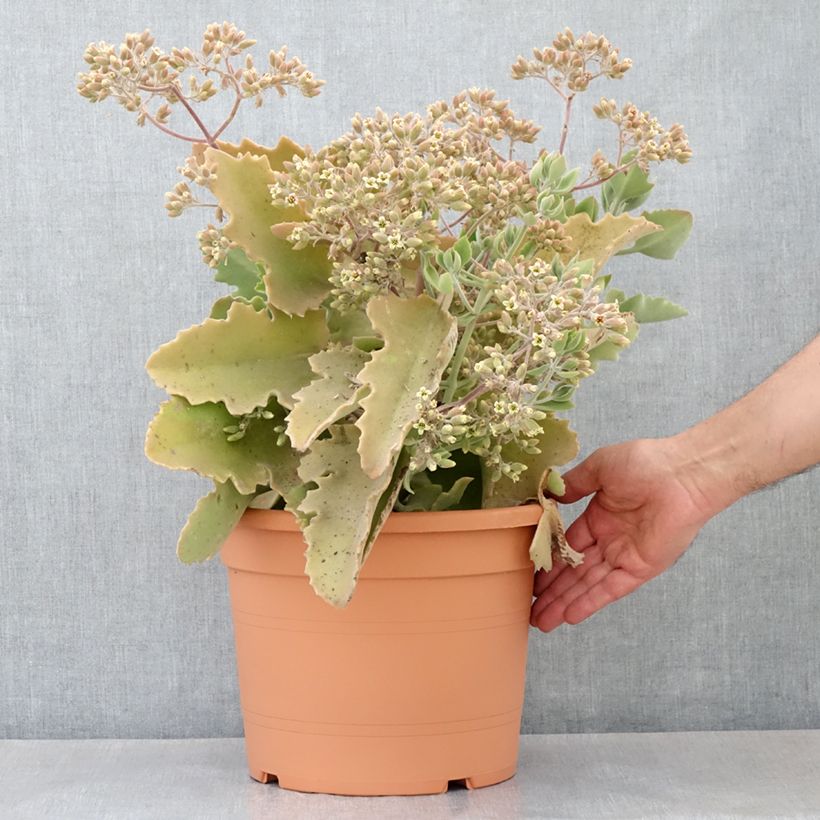 Kalanchoe beharensis Oak Leaf Vaso da 7,5L/10L esemplare consegnato in primavera