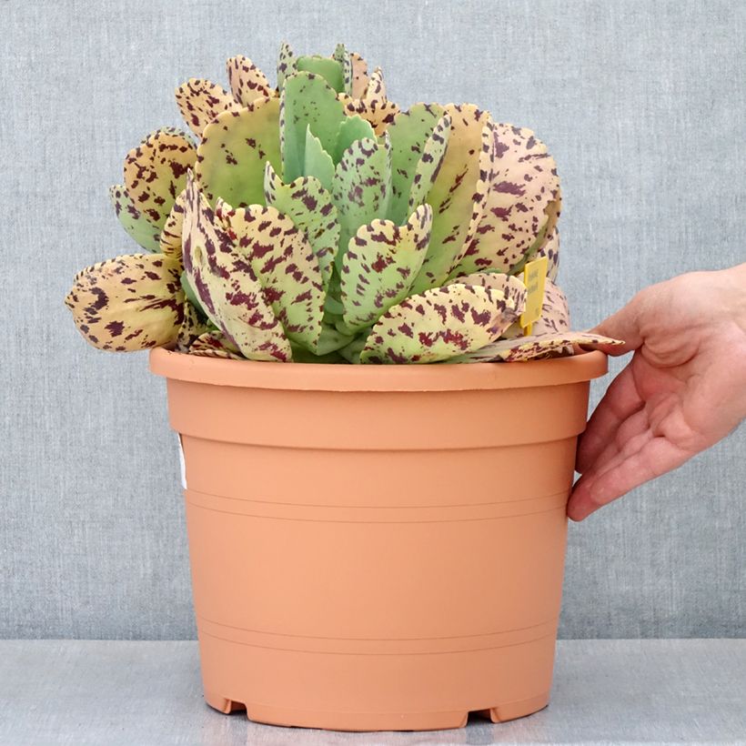 Kalanchoe marmorata Vaso da 7,5L/10L esemplare consegnato in primavera