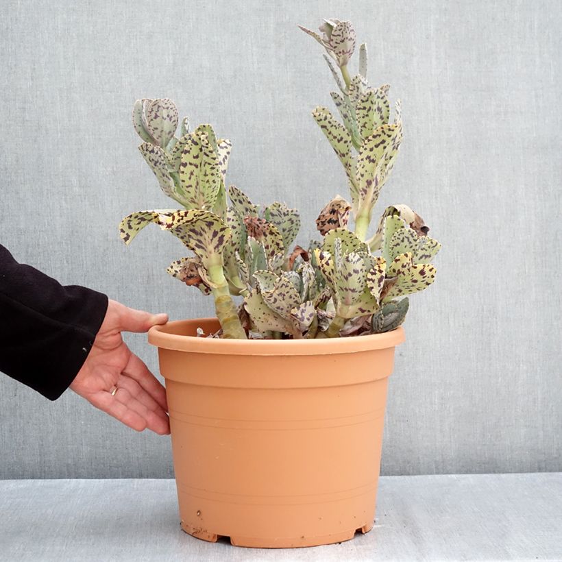Esemplare di Kalanchoe marmorata Vaso da 7,5L/10L come consegnato in autunno