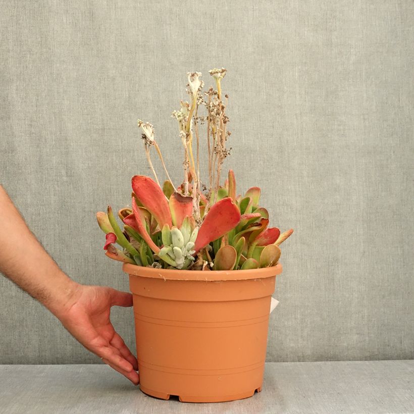 Esemplare di Kalanchoe Oricula Vaso da 7,5L/10L consegnato in estate