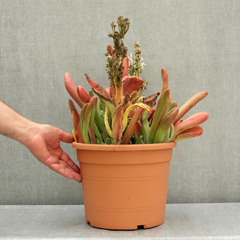 Kalanchoe Oricula Vaso da 7,5L/10L esemplare consegnato in primavera