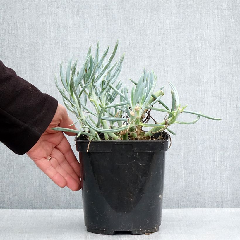 Kalanchoe thyrsiflora Bronze Sculpture Vaso da 2L/3L esemplare consegnato in primavera