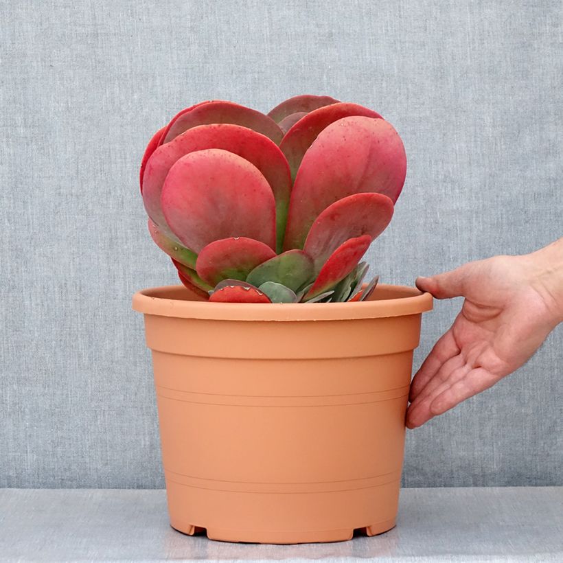 Kalanchoe thyrsiflora Vaso da 7,5L/10L esemplare consegnato in primavera