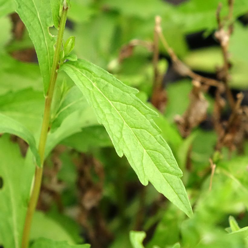 Kalimeris incisa Charlotte - Aster giapponese (Foliage)