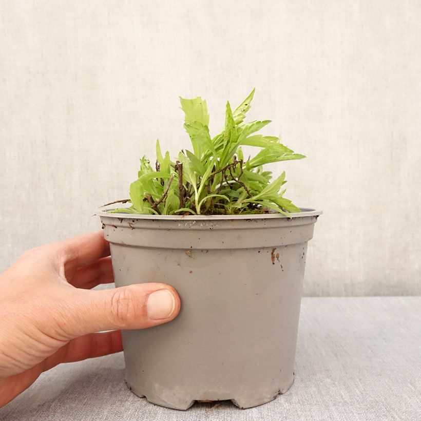 Example of Kalimeris incisa Charlotte - Aster giapponese Vaso da 2L/3L as you get in printemps