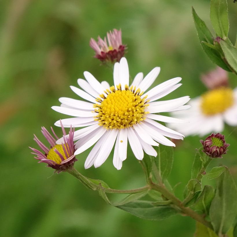Kalimeris incisa Madiva - Aster giapponese (Flowering)