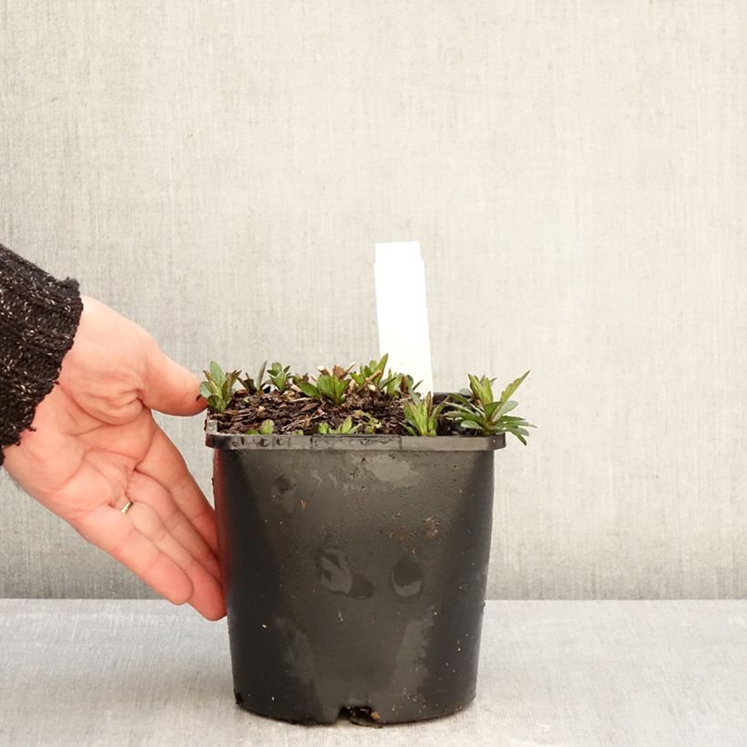 Example of Kalimeris incisa Nana Blue - Aster giapponese Vaso da 2L/3L as you get in hiver