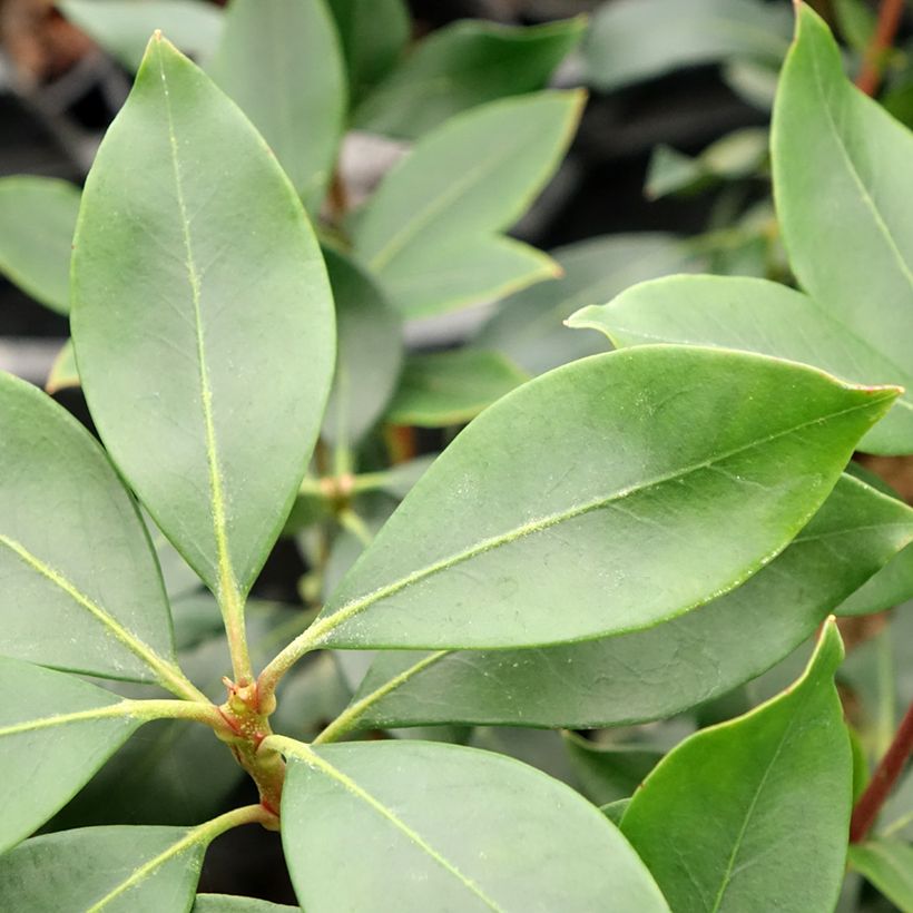 Kalmia latifolia Ideal - Alloro di montagna (Fogliame)