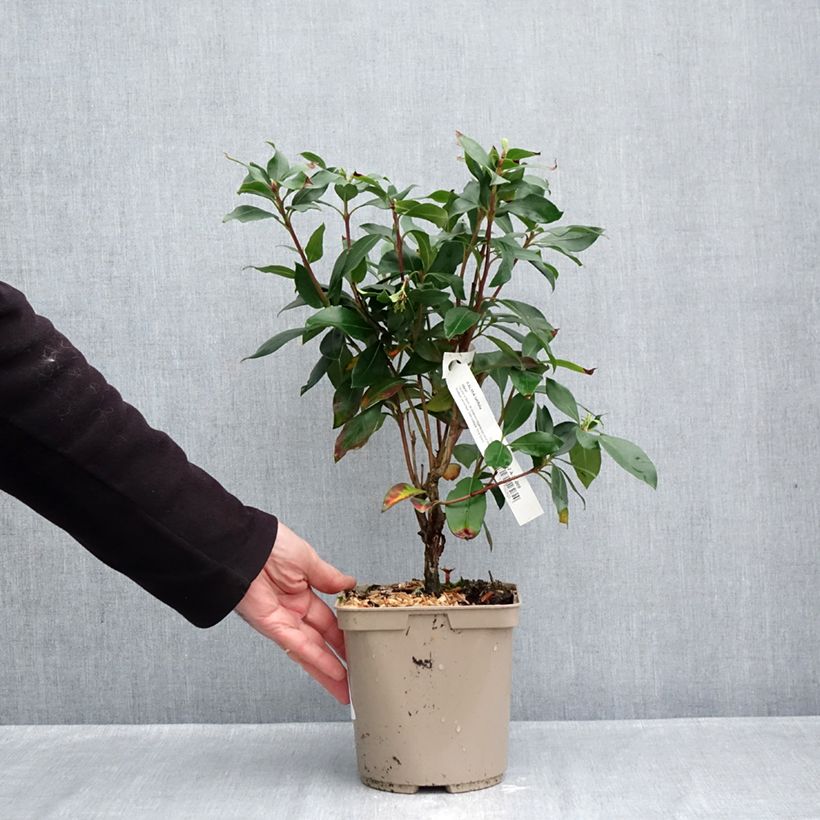 Esemplare di Kalmia latifolia Ideal - Alloro di montagna Vaso da 3L/4L come consegnato in autunno