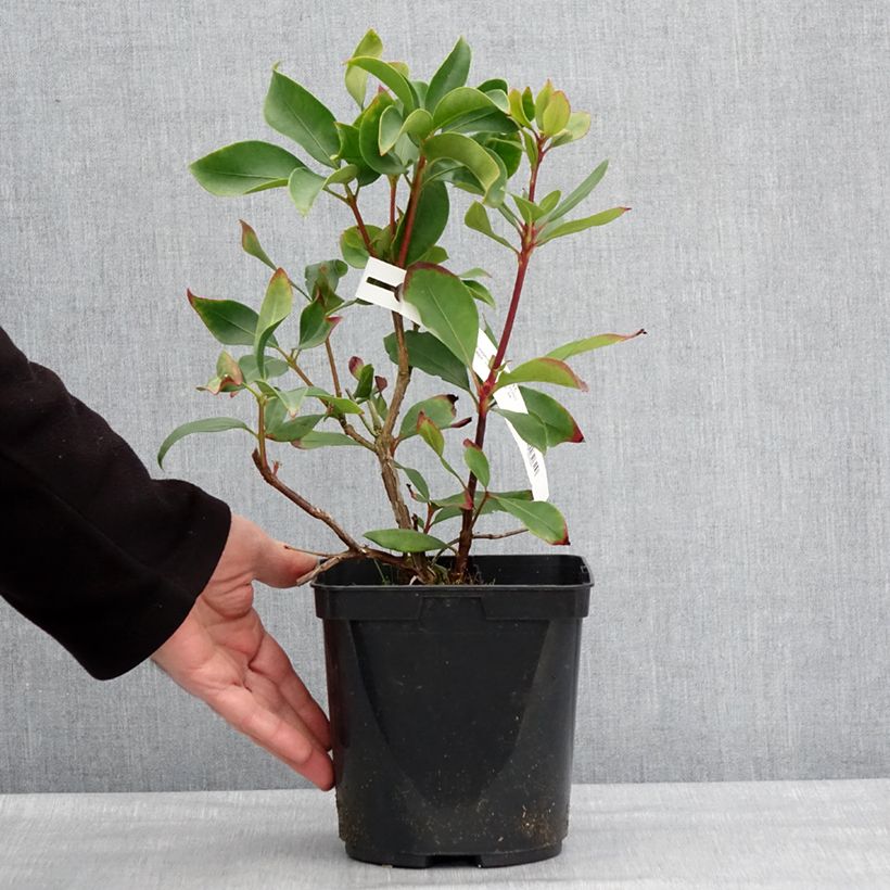 Kalmia latifolia Ideal - Laurier des montagnes Pot de 3L/4L esemplare consegnato in inverno