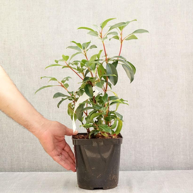 Esemplare di Kalmia latifolia Keepsake - Alloro di montagna Vaso da 2L/3L consegnato in estate