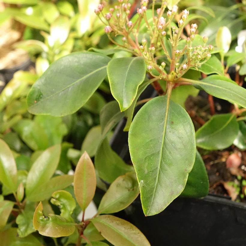 Kalmia latifolia Keepsake - Alloro di montagna (Fogliame)