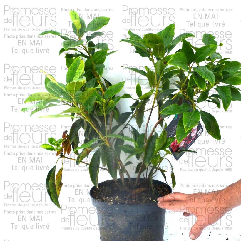 Esempio di esemplare Kalmia latifolia Madeline - Alloro di montagna Vaso da 4L/5L come consegnato