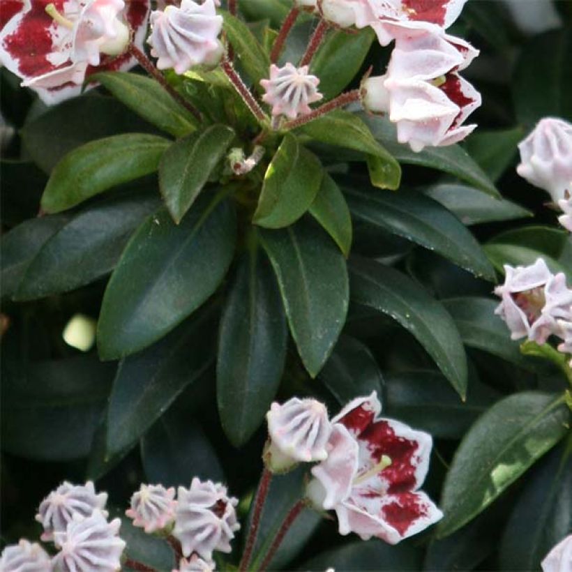 Kalmia latifolia Minuet - Alloro di montagna (Foliage)
