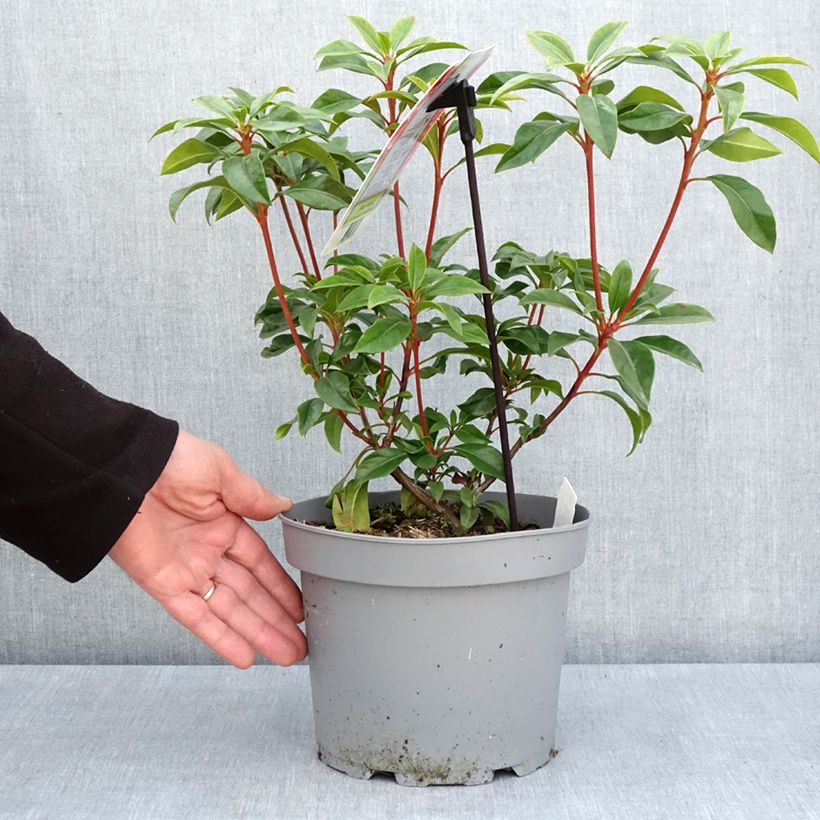Example of Kalmia latifolia Otsbo Red - Alloro di montagna Vaso da 2L/3L as you get in printemps
