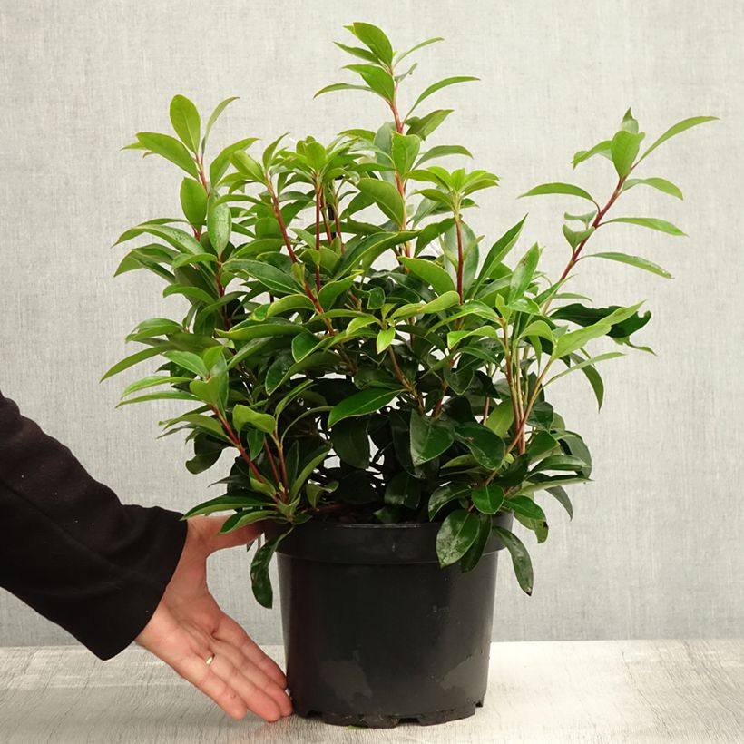 Esemplare di Kalmia latifolia Peppermint - Alloro di montagna Vaso da 3L/4L come consegnato in autunno