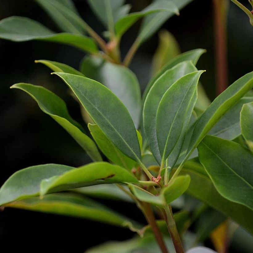 Kalmia latifolia Tad - Alloro di montagna (Foliage)