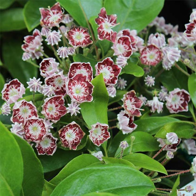 Kalmia latifolia Tad - Alloro di montagna (Flowering)