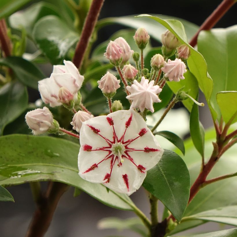 Kalmia latifolia Windmill - Alloro di montagna (Fioritura)