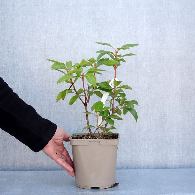 Kalmia latifolia Windmill - Laurier des montagnes Pot de 3L/4L esemplare consegnato in inverno