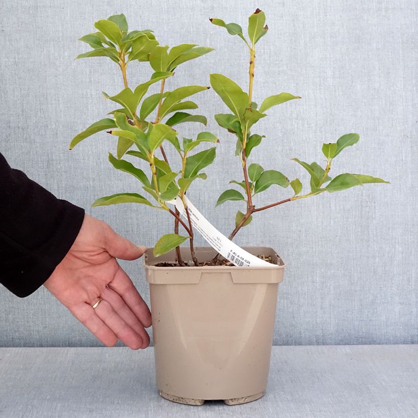 Example of Kalmia latifolia Windmill - Alloro di montagna Vaso da 3L/4L as you get in printemps