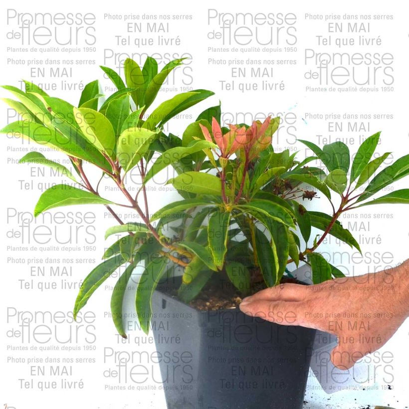Esempio di esemplare Kalmia latifolia You Can - Alloro di montagna Vaso da 2L/3L come consegnato