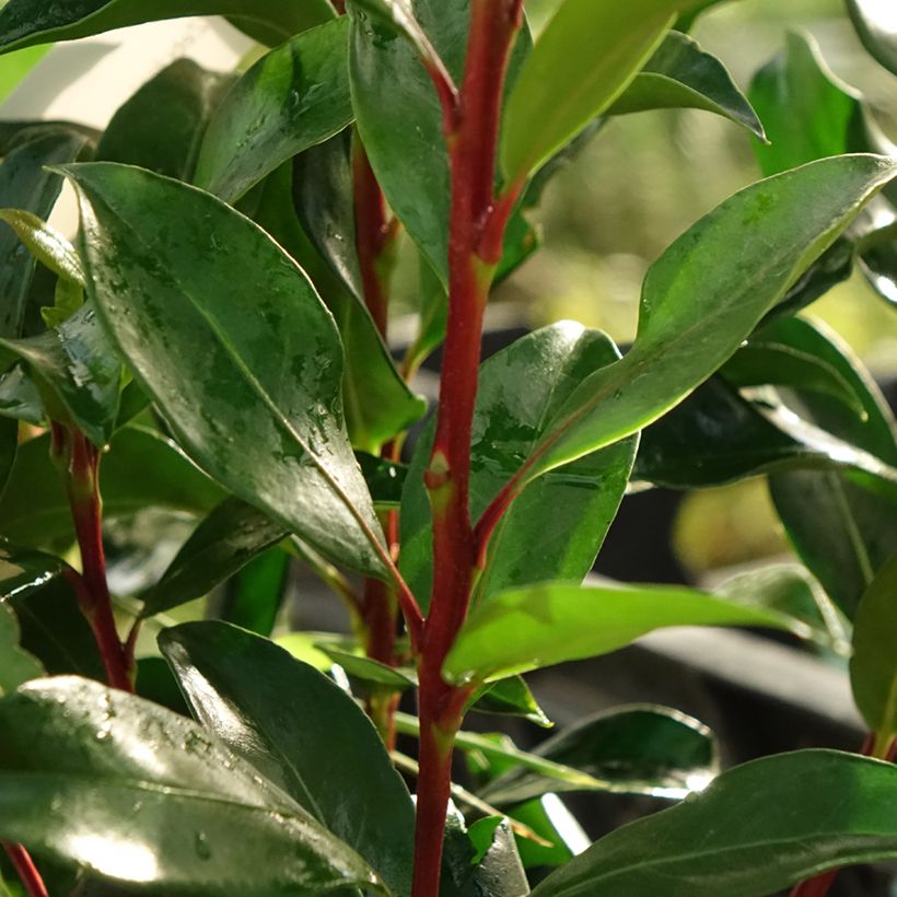 Kalmia latifolia Zebulon - Alloro di montagna (Foliage)