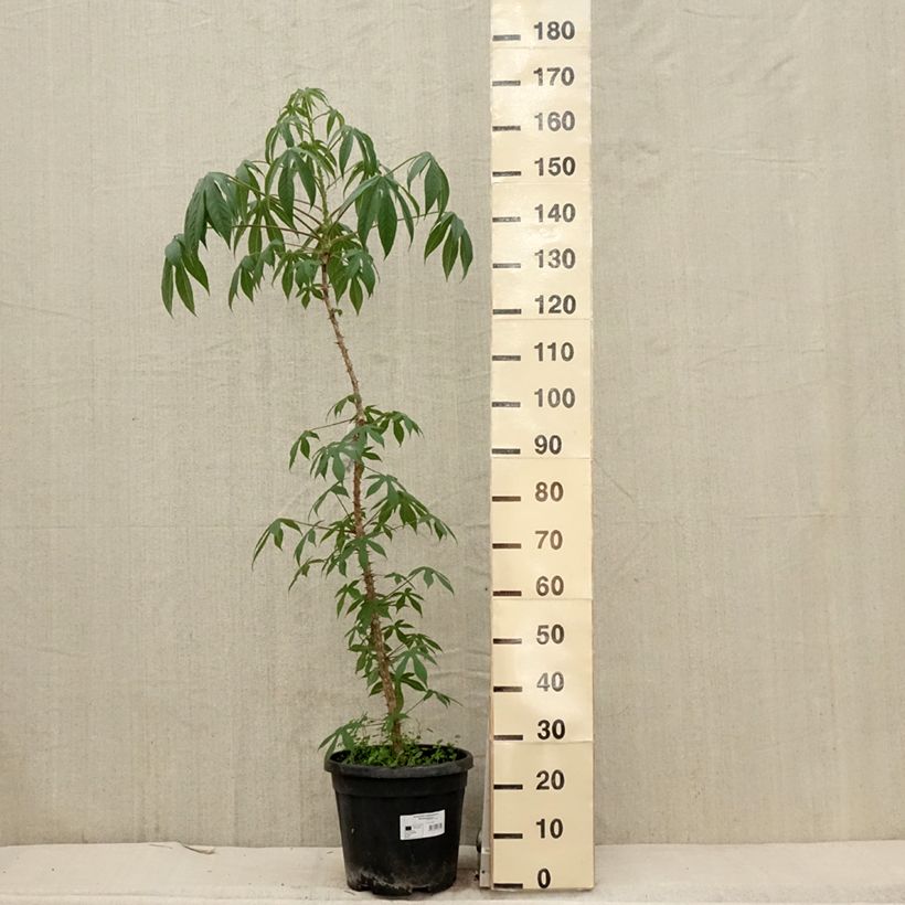 Kalopanax septemlobus maximowiczii Vaso da 12L/15L esemplare consegnato in primavera